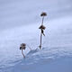 Illustration for article titled 18 Snowy Photographs That Will Make You Love Winter Again